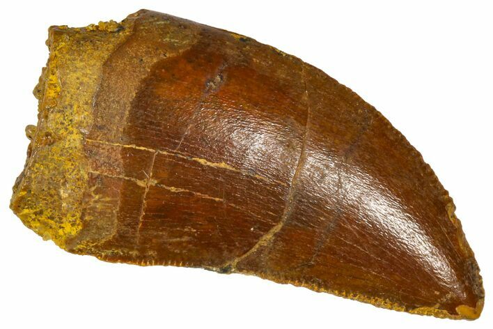 Serrated, Baby Carcharodontosaurus Tooth - Morocco #361041